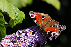Pfauenauge (Inachis io) auf Sommerflieder (Buddleja davidii) (F070991) Pfauenauge (Inachis io) auf Sommerflieder (Buddleja davidii) (F070991)