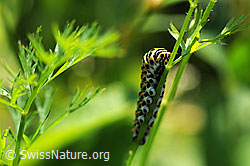 Schmetterlingsraupe (Papilio machaon)