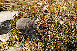 Foto: Rötelmaus (Myodes glareolus)