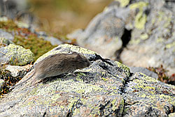 Foto: Rötelmaus (Myodes glareolus) rennt über Felsblock