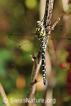 Foto: Mosaikjungfer