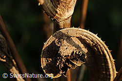 Foto: Kunstwerk der Natur