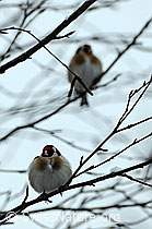 Distelfinken (Carduelis carduelis) im Geäst sitzend (F074193) Distelfinken (Carduelis carduelis) im Geäst sitzend (F074193)