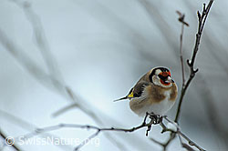 Distelfink (Carduelis carduelis) (F074195) Distelfink (Carduelis carduelis) (F074195)