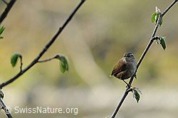 Foto: Zaunkönig (Troglodytes troglodytes)