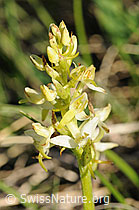 Foto: Weisses Breitkölbchen (Platanthera bifolia)