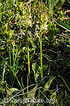 Foto: Weisses Breitkölbchen (Platanthera bifolia)