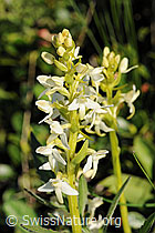 Foto: Weisses Breitkölbchen (Platanthera bifolia)