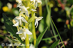 Foto: Weisses Breitkölbchen (Platanthera bifolia)