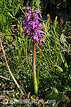 Foto: Knabenkraut