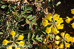 Foto: Hufeisenklee