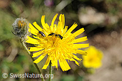 Foto: Stumpfzähnige Zottelbiene (Panurgus calcaratus) auf Grauzottigem Habichtskraut (Hieracium piliferum)