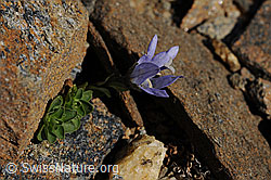 Foto: Mont Cenis-Glockenblume
