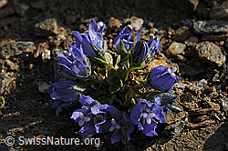 Foto: Mont-Cenis Glockenblume (Campanula cenisia)
