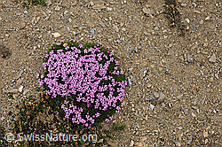 Foto: Kalk-Polsternelke (Silene acaulis) auf kahlem Boden
