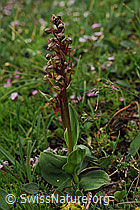 Foto: Grüne Hohlzunge (Coeloglossum viride)