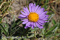 Foto: Aster