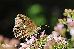 Brauner Waldvogel (Aphantopus hyperantus) auf Echtem Dost (Origanum vulgare) (F078536) Brauner Waldvogel (Aphantopus hyperantus) auf Echtem Dost (Origanum vulgare) (F078536)