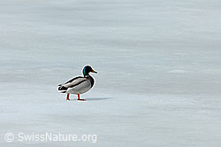 Foto: Wildente auf Eisdecke