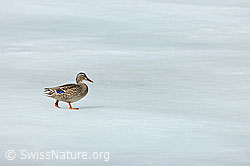 Foto: Wildente läuft über Eisfläche
