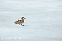 Foto: Ente läuft elegant über das Eis