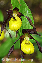Foto: Blüten des Frauenschuh
