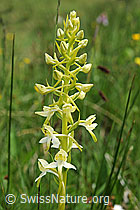 Foto: Weisses Breitkölbchen (Platanthera bifolia)