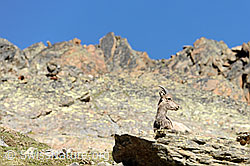 Foto: Steingeiss auf Felsblock