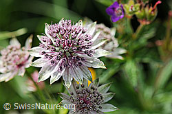 Foto: Grosse Sterndolde (Astrantia major)
