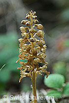 Foto: Nestwurz (Neottia nidus-avis)
