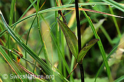 Photo: Swertia perennis