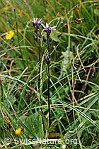 Photo: Swertia perennis