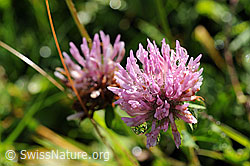 Foto: Blüte des Rotklee
