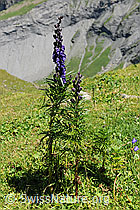 F088165: Dichtblütiger Eisenhut