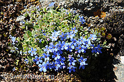 Foto: Himmelsherold