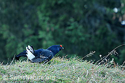 F092806: Balzender Birkhahn