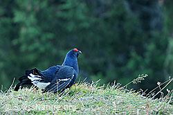 F092808: Birkhahn während der Herbstbalz