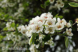 Foto: Birnbaumblüten