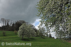 F095637: Blühende Birnbäume