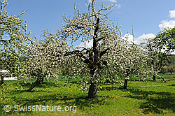 Foto: Frühlingsbild: Blühende Bäume (Apfelbäume) eines Obstgartens