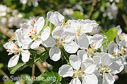 Foto: Blüten des Apfelbaums
