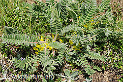 Foto: Stängelloser Tragant (Astragalus exscapus)