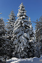 Foto: Verschneite Tanne im Winterwald