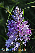 Foto: Helm-Knabenkraut (Orchis militaris)