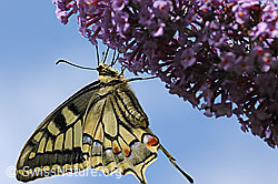 Schwalbenschwanz (Papilio machaon) (F122794) Schwalbenschwanz (Papilio machaon) (F122794)