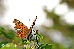 C-Falter (Polygonia c-album) (F129139) C-Falter (Polygonia c-album) (F129139)