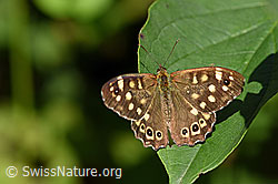 Waldbrettspiel (Pararge aegeria) (F135772) Waldbrettspiel (Pararge aegeria) (F135772)