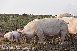 Foto: Schweine und Ferkel in natürlicher Umgebung