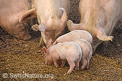 Foto: Hausschwein (Sus scrofa domesticus) und Ferkel in natürlicher Umgebung