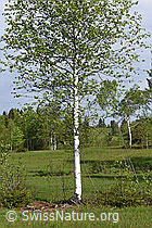 Foto: Moor-Birke (Betula pubescens)